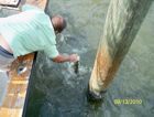 landing a fish